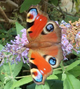 peacock